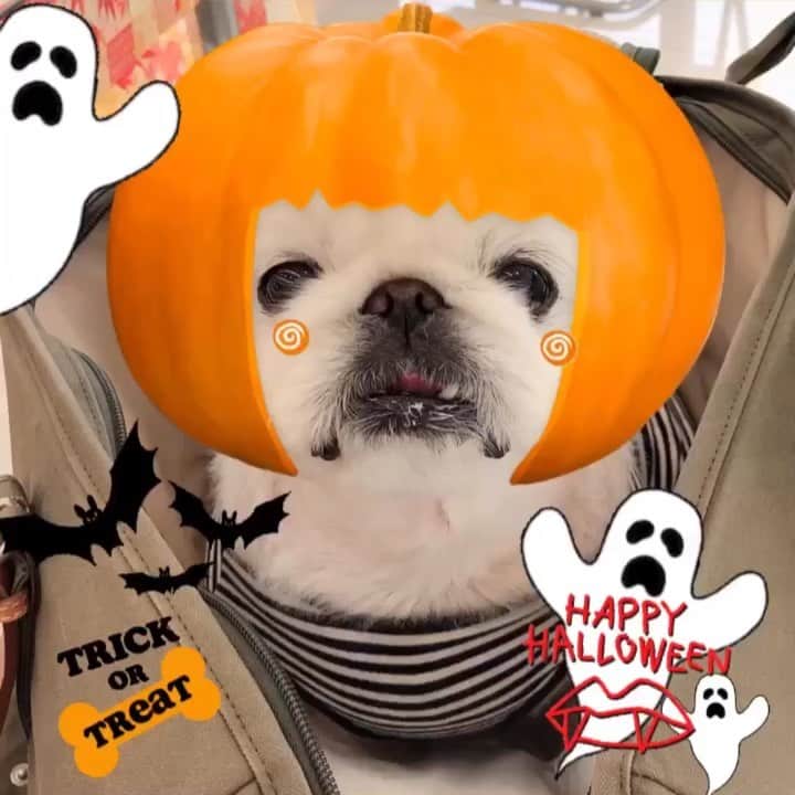 こなつのインスタグラム：「🕸🎃Happy Halloween🎃🕸」