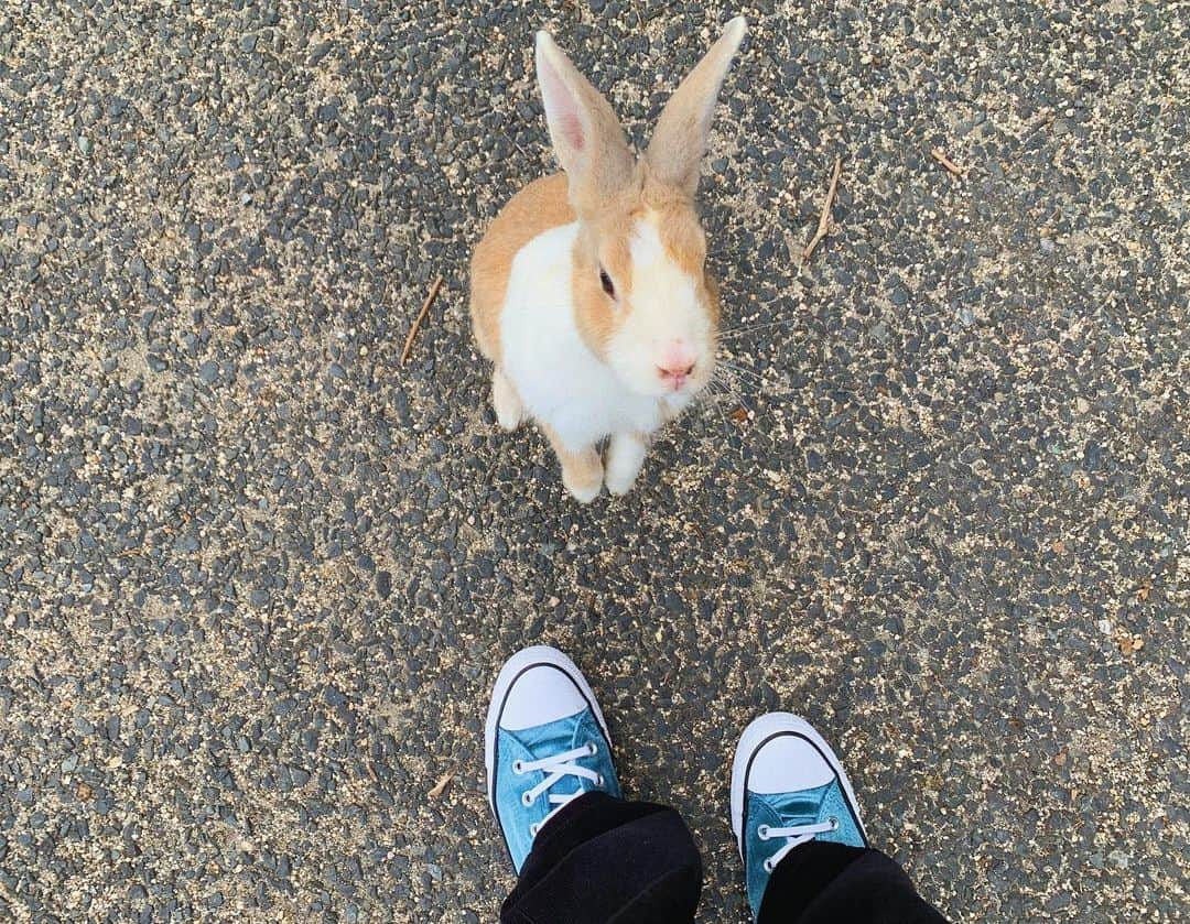 Karunaさんのインスタグラム写真 - (KarunaInstagram)「⛴🍦🐇 忠海でうさぎ達のおやつを買って 念願の大久野島へ行ってきました！ #大久野島 #うさぎ島 #広島 #観光 #ゴミは持ち帰りましょう #うさぎ #hiroshima #rabbitisland #japan」10月31日 22時51分 - karuna0520