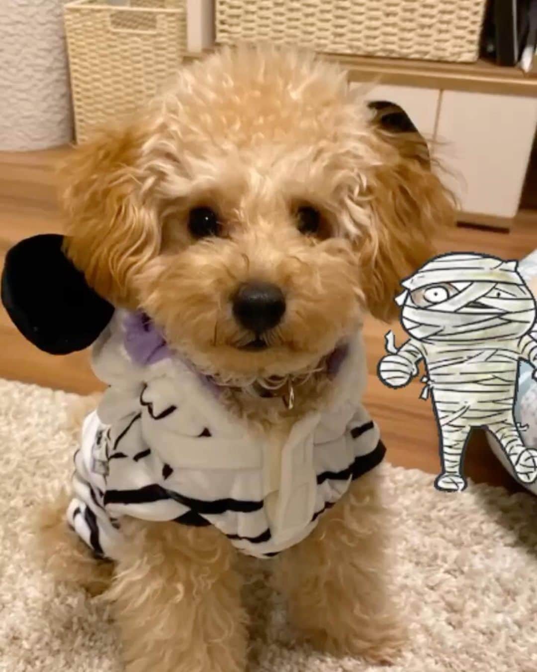 のインスタグラム：「Happy Halloween🎃 #ハロウィン #コスチューム #トイプードル #てん #毎日トリックオアトリート  おやすみなさい💤」