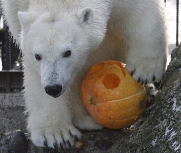 Polar Bearsのインスタグラム：「Happy Halloween!🎃👻」