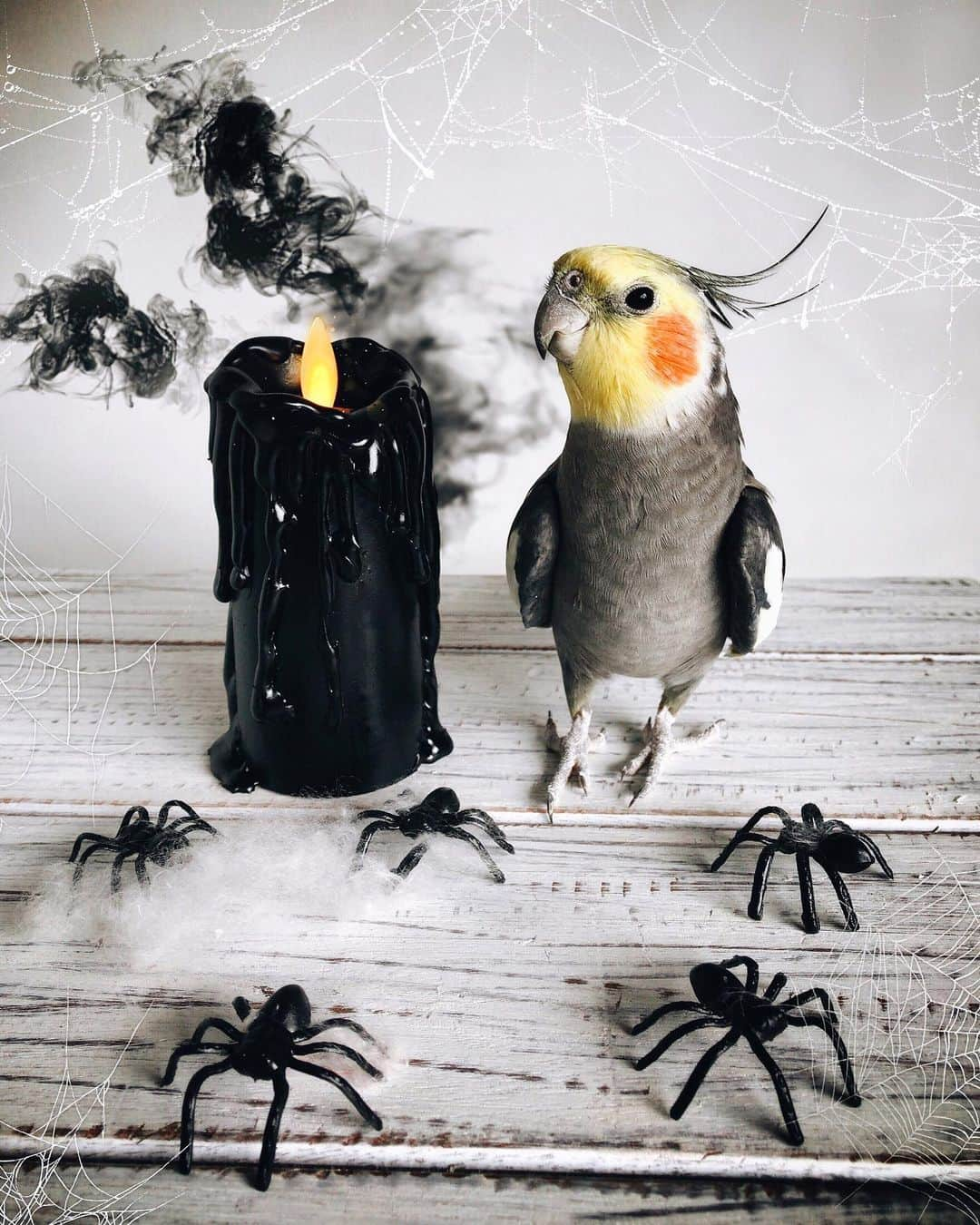 Jackさんのインスタグラム写真 - (JackInstagram)「Happy Halloween 🖤🕸🕷👻」10月31日 23時33分 - jackthecockatiel