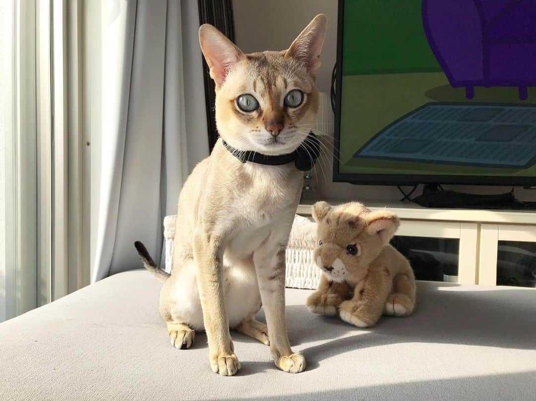 モルト♡Malt(Singapuracat)のインスタグラム：「昨日のバースデー投稿にたくさんコメントといいね ありがとうございました😽 * 少しずつお返事していきます！ いつものろまで すみません😹 * * #catsofinstagram #cats_of_world #catstocker #cat_features #catloversclub #cutepetclub #bestmeow #bestcats_oftheworld #meowed #themeowlife #Excellent_Cats #catoftheday #weeklyfluff #9gag #シンガプーラ #猫 #ねこ#ねこ部 #ふわもこ部 #ペコねこ部 #猫のいる暮らし #猫とインテリア」