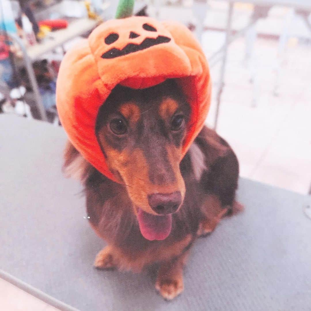 佐々木瞳さんのインスタグラム写真 - (佐々木瞳Instagram)「【happyhalloween🎃】 #halloween #ハロウィン #ミニチュアダックスフント」10月31日 23時52分 - hitomihappygirl1026