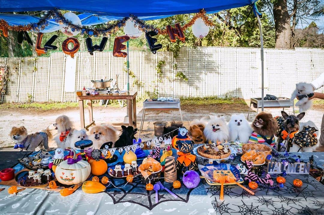 ポテチンさんのインスタグラム写真 - (ポテチンInstagram)「Happy Halloween 🎃  1.2.3 浜辺で遊んでハロウィン👻 ちっちゃなオバケのキッスもらっちゃいましたぢょ〜 4.5.6.7 森でBBQしながらパーティーですぢょ。おいちゃんとツーショットもキメましたぢょ！ 8 番外編　お琴が遊びにきてくれましたぢょ！　もうすぐ、アンヨの手術ですぢょね。お琴ちゃん、頑張ってくださいですぢょー」11月1日 0時00分 - pom.potechin