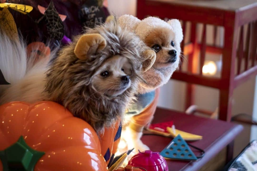 ポテチンさんのインスタグラム写真 - (ポテチンInstagram)「Happy Halloween 🎃  1.2.3 浜辺で遊んでハロウィン👻 ちっちゃなオバケのキッスもらっちゃいましたぢょ〜 4.5.6.7 森でBBQしながらパーティーですぢょ。おいちゃんとツーショットもキメましたぢょ！ 8 番外編　お琴が遊びにきてくれましたぢょ！　もうすぐ、アンヨの手術ですぢょね。お琴ちゃん、頑張ってくださいですぢょー」11月1日 0時00分 - pom.potechin