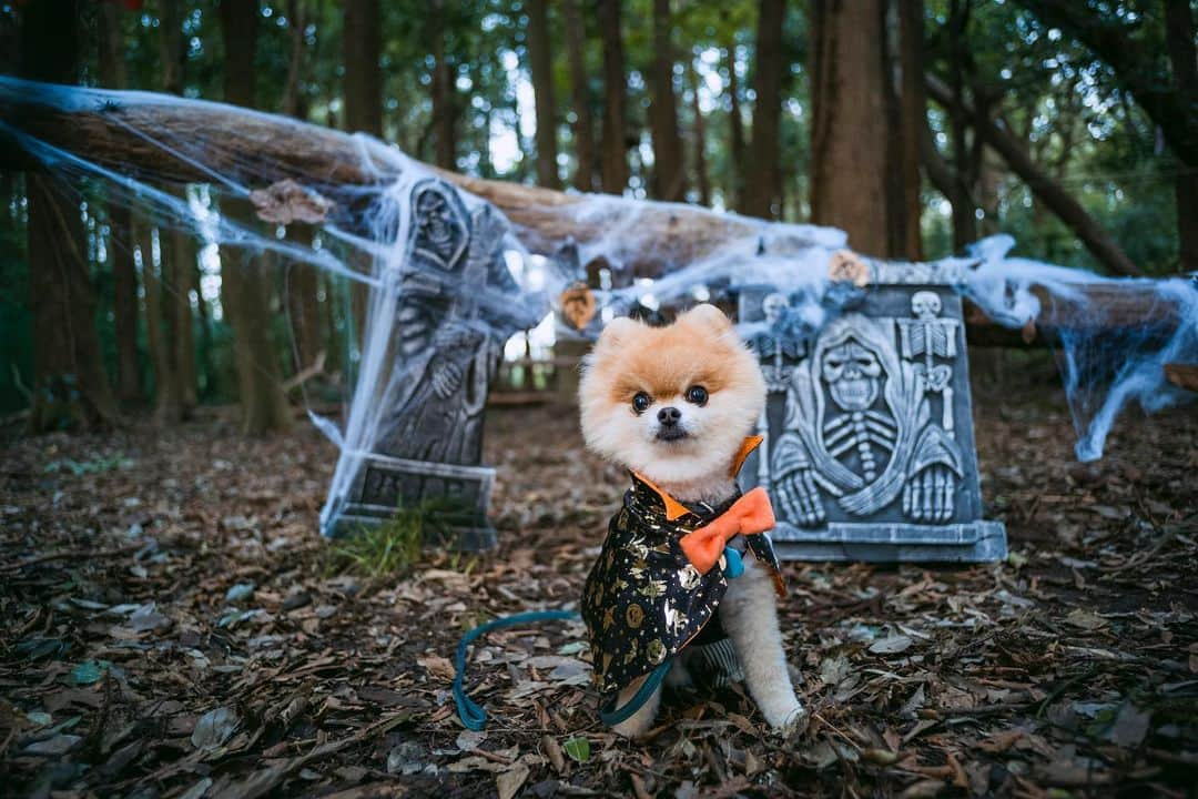 ポテチンさんのインスタグラム写真 - (ポテチンInstagram)「Happy Halloween 🎃  1.2.3 浜辺で遊んでハロウィン👻 ちっちゃなオバケのキッスもらっちゃいましたぢょ〜 4.5.6.7 森でBBQしながらパーティーですぢょ。おいちゃんとツーショットもキメましたぢょ！ 8 番外編　お琴が遊びにきてくれましたぢょ！　もうすぐ、アンヨの手術ですぢょね。お琴ちゃん、頑張ってくださいですぢょー」11月1日 0時00分 - pom.potechin