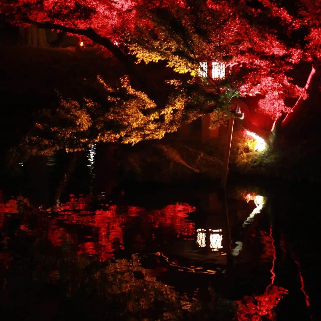 八芳園さんのインスタグラム写真 - (八芳園Instagram)「【RED GARDEN】  気づけば11月。 いよいよ秋が深まり 紅葉狩りの季節到来です。  八芳園の庭園には約100本の 紅葉があり 特に池の周りには 池に映り込むように 紅葉があります。  昼の紅葉も良いけれど ちょっと大人の 夜の紅葉に会いにいらっしゃいませんか？  #八芳園 #庭園 #ライトアップ #紅葉 #紅葉狩り #紅葉デート #秋 #日本庭園 #寿司 #カフェ #料亭 #結婚式 #パーティ #東京 #白金台 #高輪 #品川 #happoen #japaneseculture #sushi #party #wedding #momiji #garden #tokyo」11月1日 0時12分 - happoen
