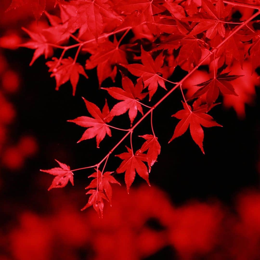 八芳園さんのインスタグラム写真 - (八芳園Instagram)「【RED GARDEN】  気づけば11月。 いよいよ秋が深まり 紅葉狩りの季節到来です。  八芳園の庭園には約100本の 紅葉があり 特に池の周りには 池に映り込むように 紅葉があります。  昼の紅葉も良いけれど ちょっと大人の 夜の紅葉に会いにいらっしゃいませんか？  #八芳園 #庭園 #ライトアップ #紅葉 #紅葉狩り #紅葉デート #秋 #日本庭園 #寿司 #カフェ #料亭 #結婚式 #パーティ #東京 #白金台 #高輪 #品川 #happoen #japaneseculture #sushi #party #wedding #momiji #garden #tokyo」11月1日 0時12分 - happoen