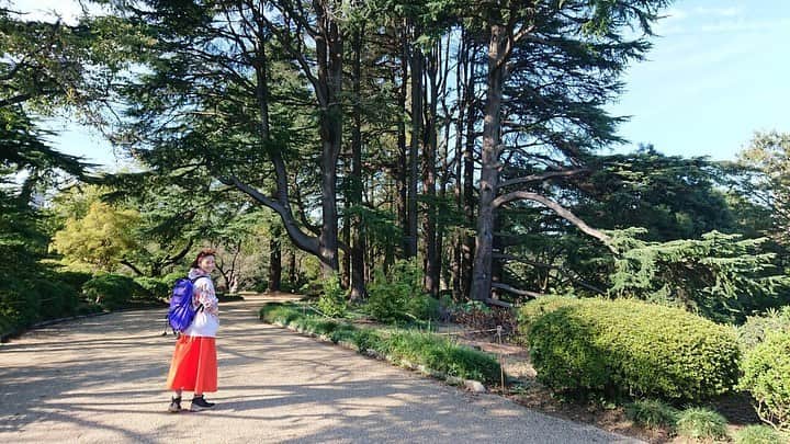 のインスタグラム：「どなたに聞いたんだったか 新宿御苑の植生は人工だけれど それゆえ樹木同士に適度な距離があって 個々の樹木本来の伸び伸びとした樹形が楽しめるんだとか ・ ・ 山の中で見る木々は 倒木により生まれた隙間から差し込む光に向かって競うように枝を伸ばしていたり うっかり岩の上で発芽すればその岩をも取り込んで根を張ろうとしていたり ・ その姿を見るとただただ生きる力をもらい 励まされるのだけれど ・ ときにはね 都会のオアシスで守られて 悠々と本来の性質を発揮している姿を見るのも悪くないなと ・ 秋晴れの下散歩しながら 穏やかな気持ちでそう思ったのでした ・ ・ お散歩に付き合ってくれたのは山大好き芸人の桜花ちゃん @mountainohka ・ 園を出る最後にお名前にもなってる桜の花を見ることが出来ました！ 10月桜って言うんだって ・ 温室のビカクシダ(別名コウモリラン)と一緒に トリックオアトリート！！ ・ ・ #⛲️ #🌲 #🌳 #🚶‍♀️ #新宿御苑 #公園 #お散歩」
