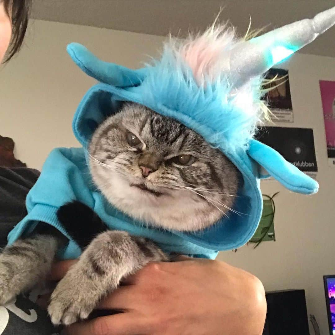 Lokiさんのインスタグラム写真 - (LokiInstagram)「The happiest unicorn there ever was 🦄 🎃 👻 #happyhalloween #spookyseason #halloween #halloweencostume #cats #cat #kitty #catsofinstagram #catsoninstagram #catgram #catstagram #gato #pet #animals」11月1日 1時08分 - loki_kitteh