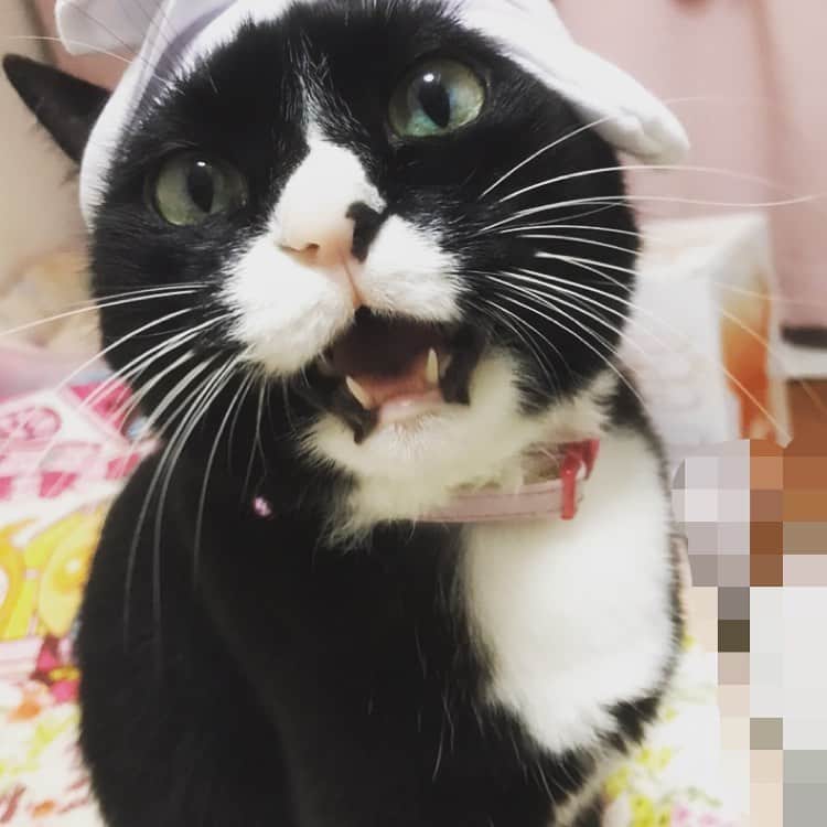 岩政久美子のインスタグラム：「ハロウィン！！ #私が仮装させる気力がなくて猫様にハチマキを付けた #にゃんだふるらいふ」