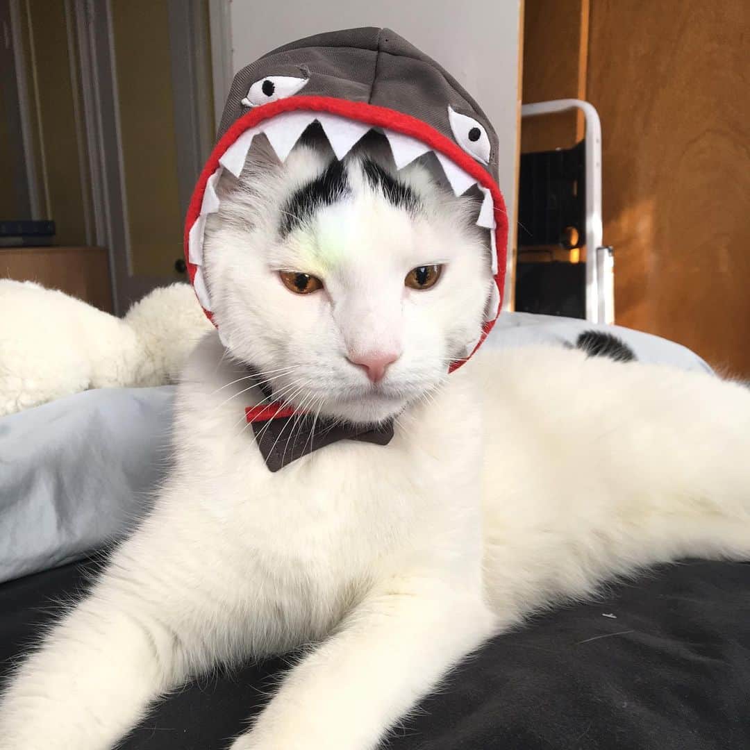 Samのインスタグラム：「Not-so-happy-Bay-by shark to do do-do do do do do 🎼🎤#halloween #babyshark」