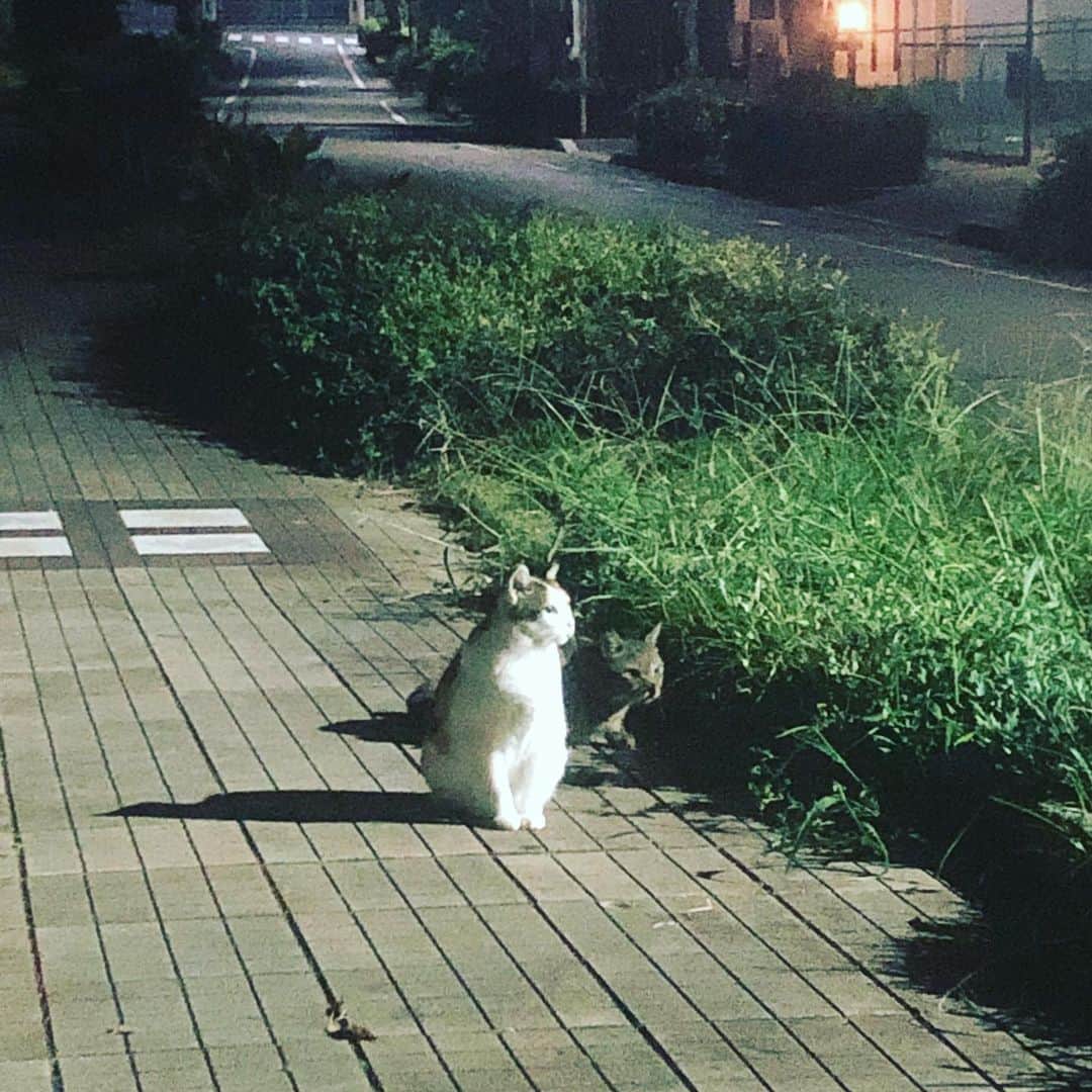 のインスタグラム：「ハロウィンなので見ての通り猫のコスプレをしたねん」