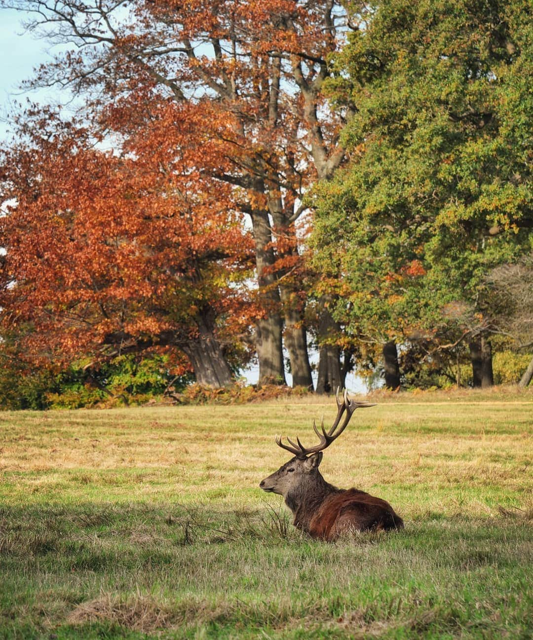 Rich McCorさんのインスタグラム写真 - (Rich McCorInstagram)「AD| Having been away a fair bit this month I thought I might have missed the autumnal scenes at home, but happily there's still plenty of colour outside. When I was a kid my parents took me out on long walks in the countryside, so as part of a project I'm doing with @lumixuk to capture scenes that evoke a memory it made sense to come here to photograph 'The Long Walk' in my style. I also took the opportunity to test out a few of the settings on my LUMIX S1R I hadn't tried yet- including the vivid mode (to get those colours popping) and also the pinpoint focus setting which was especially useful for capturing the shot of the deer. Any burning questions you have about my photography and my kit? I'll do my best to answer them below #ShotInMyWorld」11月1日 2時13分 - paperboyo