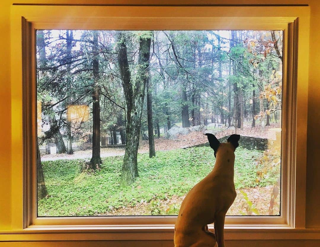 コリン・ドネルのインスタグラム：「The guard is at his post keeping lookout for deer. . . . #fall #dogsofinstagram #Petey #lookout」