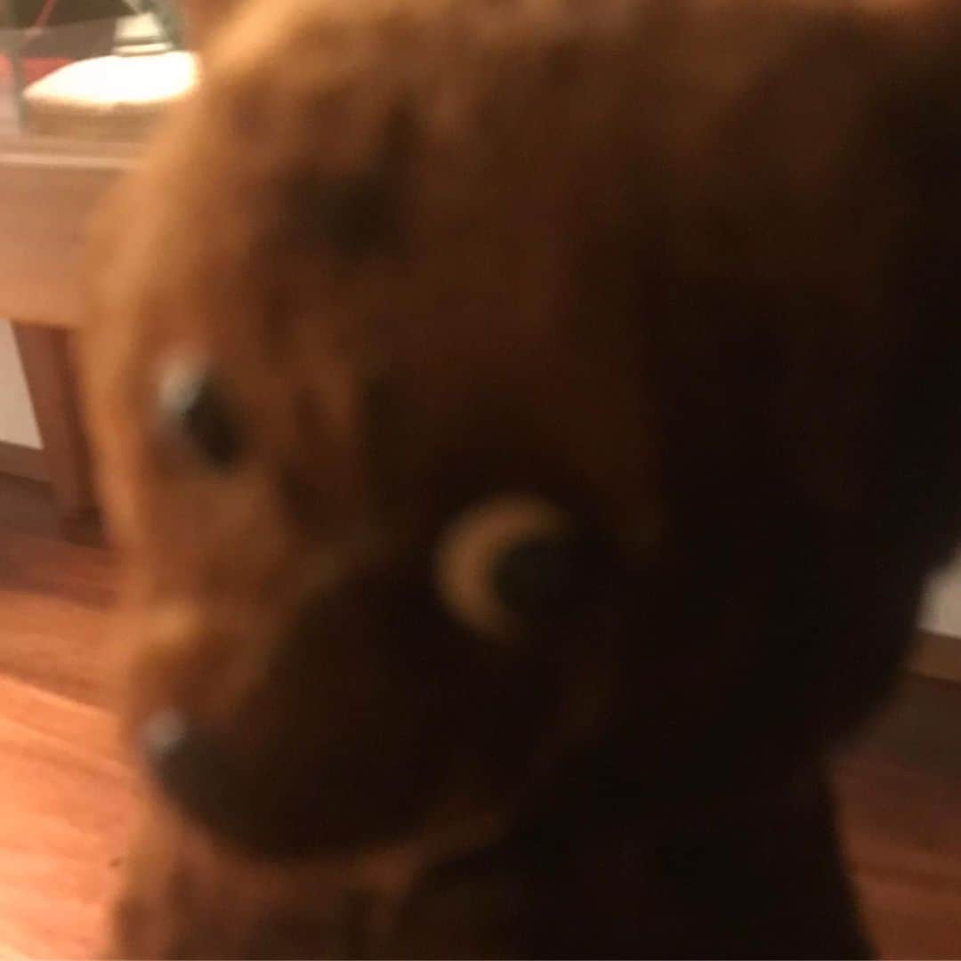 小林尊のインスタグラム：「my bear wants to give you an adorable spooky look on Halloween. Happy Halloween!! ハロウィンの夜 マイベアーからあなたに。 不気味かわいい表情を💕ʕ•ᴥ•ʔ ハッピーハロウィン！」