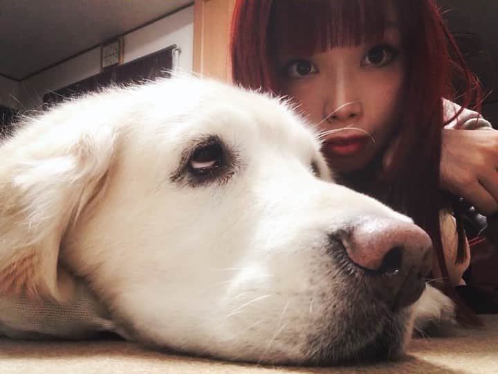 ながしまみのりのインスタグラム：「🐶🐶🐶 ・ #犬の日 #きゃらめる日記 #goldenretriever #ゴールデンレトリバー」