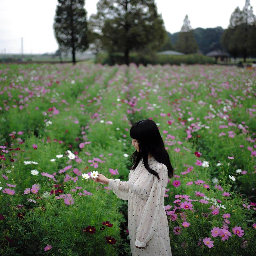 岡野真也のインスタグラム：「すこし前、とっておきのコスモス畑に連れて行ってもらいました。 写真には無いけれど、忘れ物のようにヒマワリも咲いている不思議な花畑  #portrait #leica #秋桜 🌸🌻🌸🌻🌸🌻」