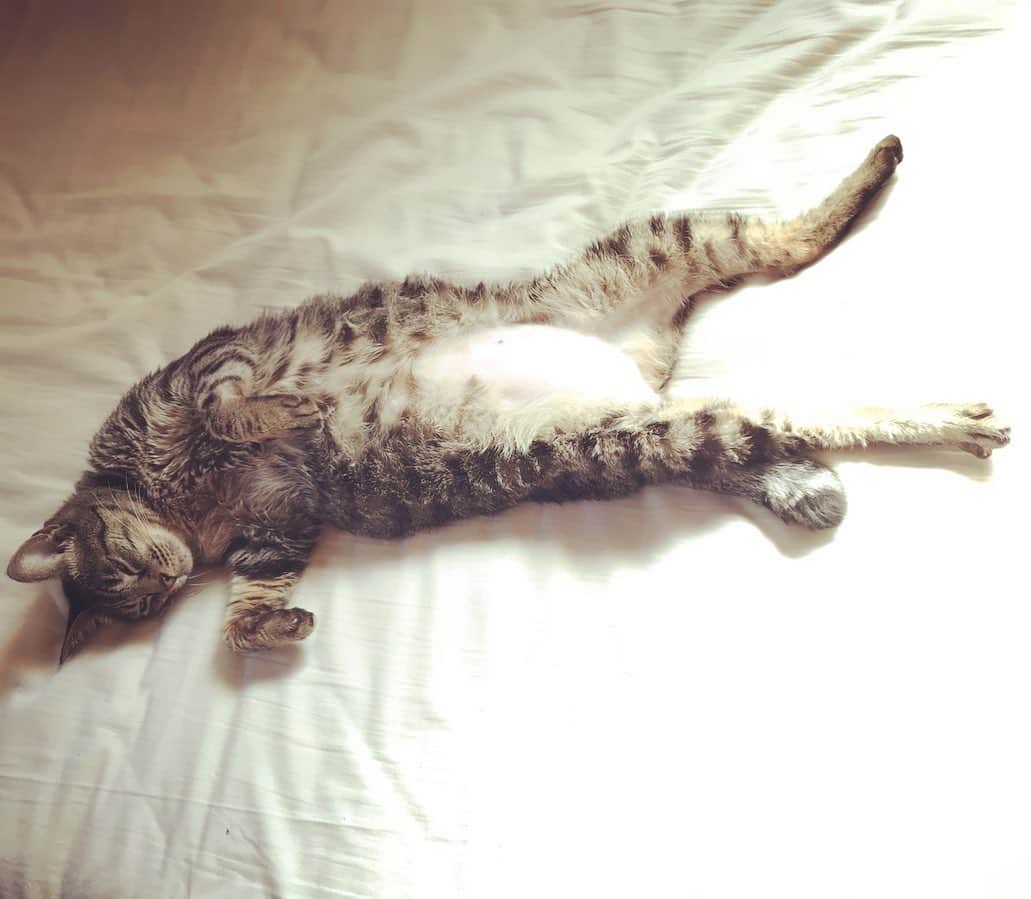 小嶋晶子のインスタグラム：「🐈...zzZ🐾 #cat #cats #browntabby #catsofinstagram #catstagram #neko #nekostagram #ねこ #ねこ部 #ねこすたぐらむ #きじとら #きじとらねこ #きじとら女子 #きじとら部 #ネコ #ネコ部  #キジトラ #キジトラネコ #キジトラ部 #かぎしっぽ #かぎしっぽ猫部 #カギしっぽ #カギしっぽ猫 #お腹ハゲてる」