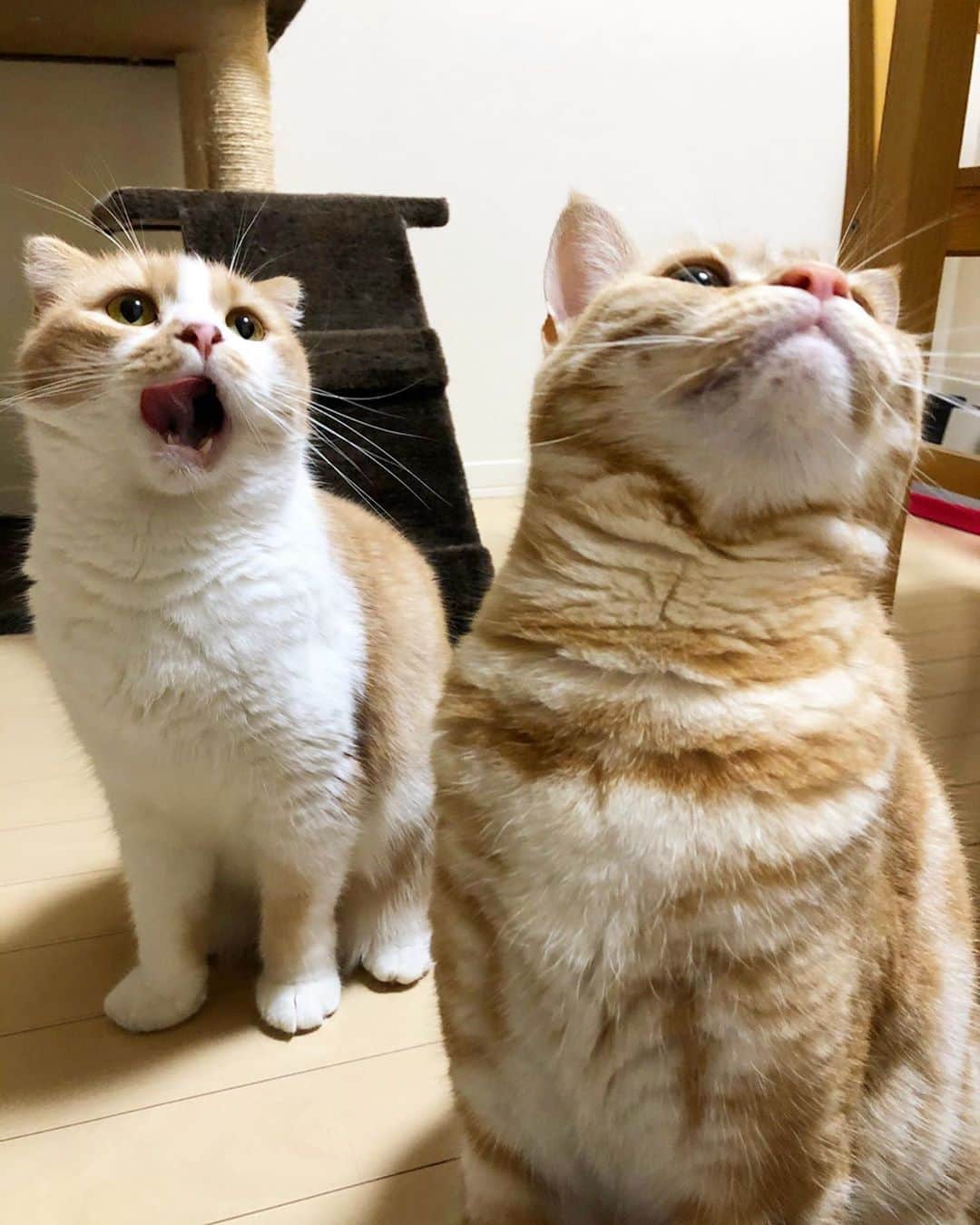 中村秀香のインスタグラム：「先日 。  #ひでかちゃんねる の頃からお世話になっているスタッフさんのお家で #たこ焼き をしました😊✨ .  可愛い猫２匹がお出迎えしてくれました🐈 ゆずちゃん（３枚目）とぽんちゃん（２枚目）です。 .  あっという間に写真フォルダが、ゆずちゃん＆ぽんちゃんで埋め尽くされました…🐈 .  #犬派 だけど #猫派 の気持ちもわかる😭✨」