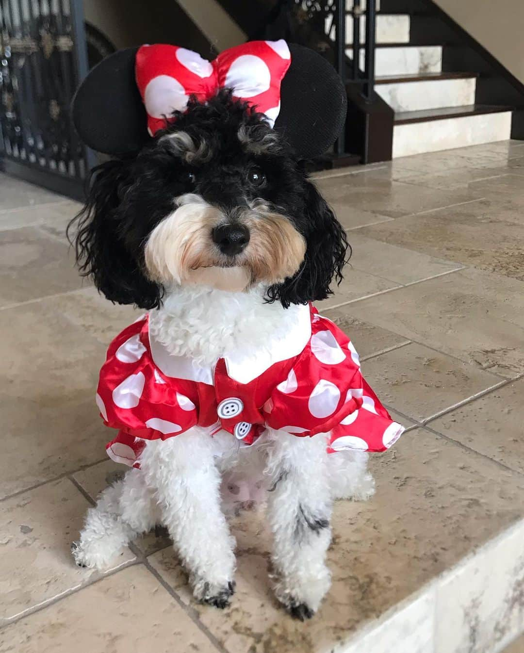 ポーラ・クリーマーさんのインスタグラム写真 - (ポーラ・クリーマーInstagram)「Minnie Penny!!!! Happy Halloween 🎃 ❤️ @pennystar.rileyman #rileymansmickeymousecostumedidntfit 😩 #badorderbymamaPC」11月1日 6時25分 - paulacreamer1