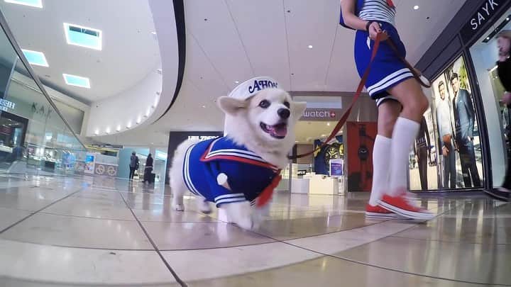 Winston the White Corgiのインスタグラム
