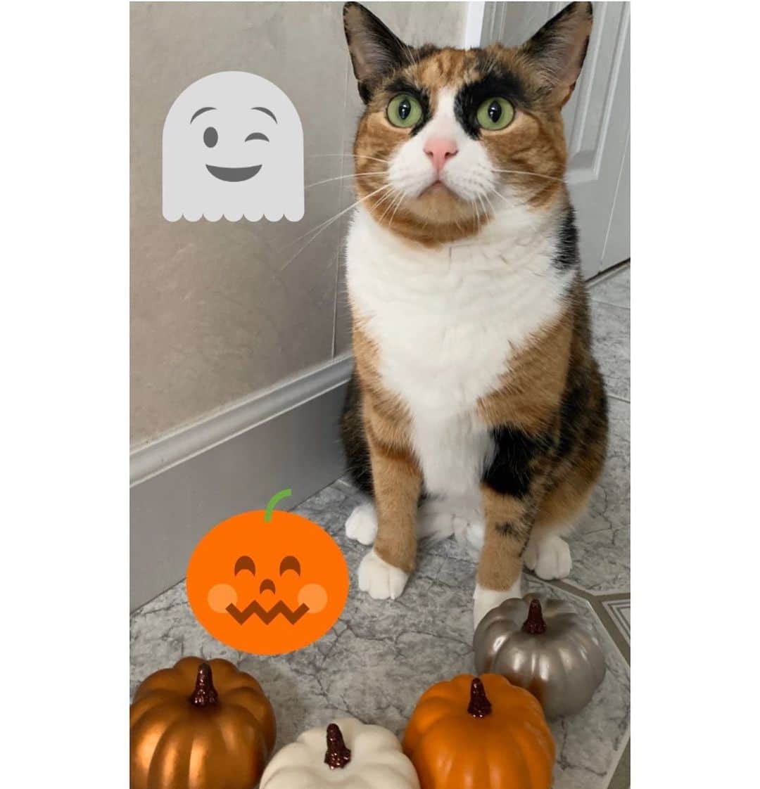 リリーのインスタグラム：「Happy Halloween! 👻 I refuse to dress up!Maybe next year 🎃 #happyhalloween #lillycrazyeyes #halloweencostume #halloween」