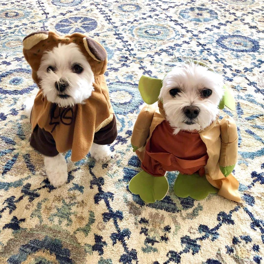 アレックス・シブタニさんのインスタグラム写真 - (アレックス・シブタニInstagram)「Happy Halloween from @lilyandpo!!! 🎃👻 #halloween #lilyandpo #ewok #yoda」11月1日 9時43分 - shibsibs