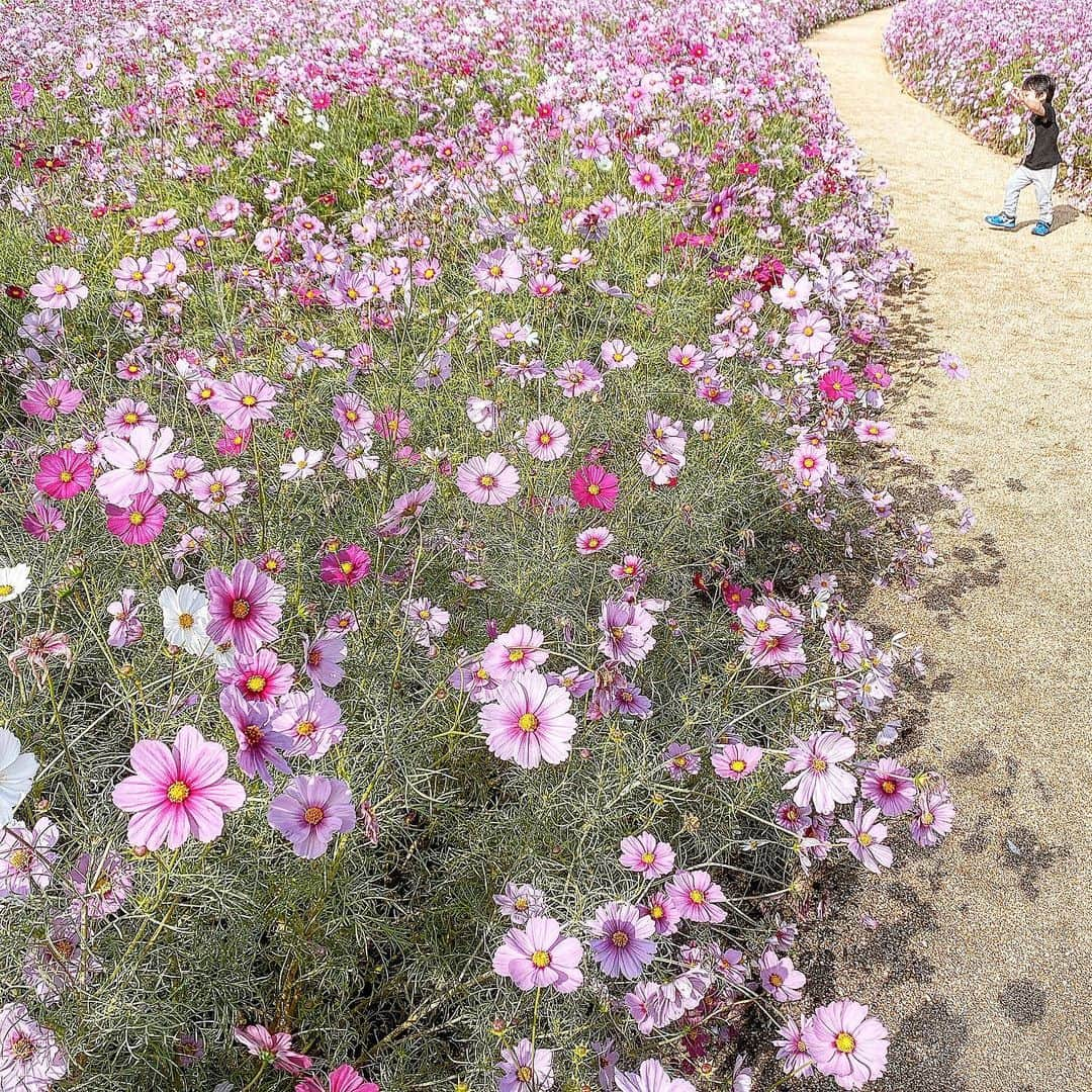 清川あさみさんのインスタグラム写真 - (清川あさみInstagram)「もうひとつプレゼント🎁  I met Cosmos💐 #Japan #amazingplaces #コスモス #flowers #fall #season #with #myson #コスモス畑」11月1日 10時17分 - asami_kiyokawa