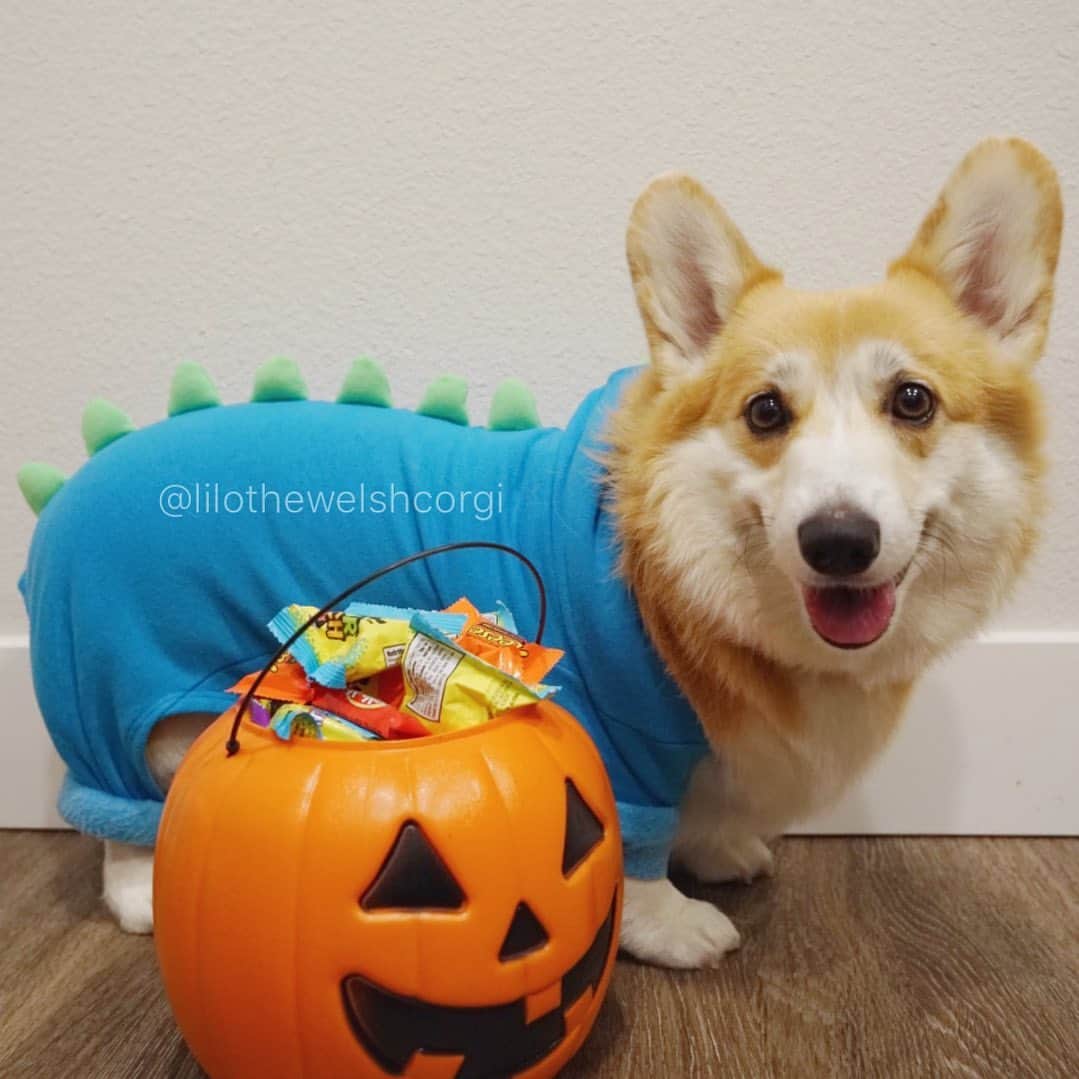 Liloさんのインスタグラム写真 - (LiloInstagram)「Happy Pawlloween and guess who has candy duty tonight woof... or should i say rawr! So now do you want a TRICK or a TREAT woof?! Sorry it’s been awhile my human left me for vacation... and couldn’t take me woof! 🎃 🥺#halloween #halloweencostume」11月1日 11時27分 - lilothewelshcorgi