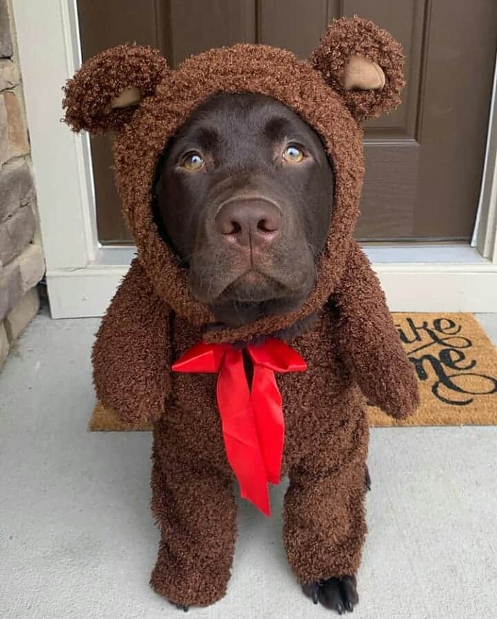 World of Labradors!さんのインスタグラム写真 - (World of Labradors!Instagram)「Happy Halloween!」11月1日 12時25分 - worldoflabs