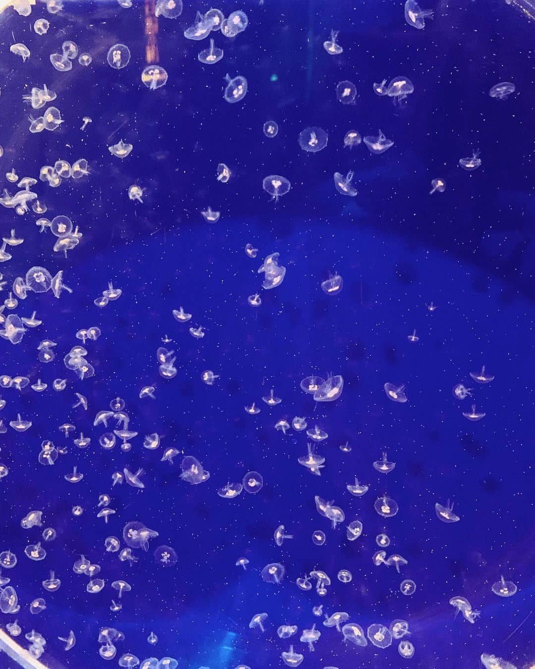 中村優さんのインスタグラム写真 - (中村優Instagram)「クラゲ撮ったらどっかの惑星みたいになった🌎⭐️ ２枚目はクラゲの赤ちゃん👶」11月1日 23時16分 - nkmr_yu