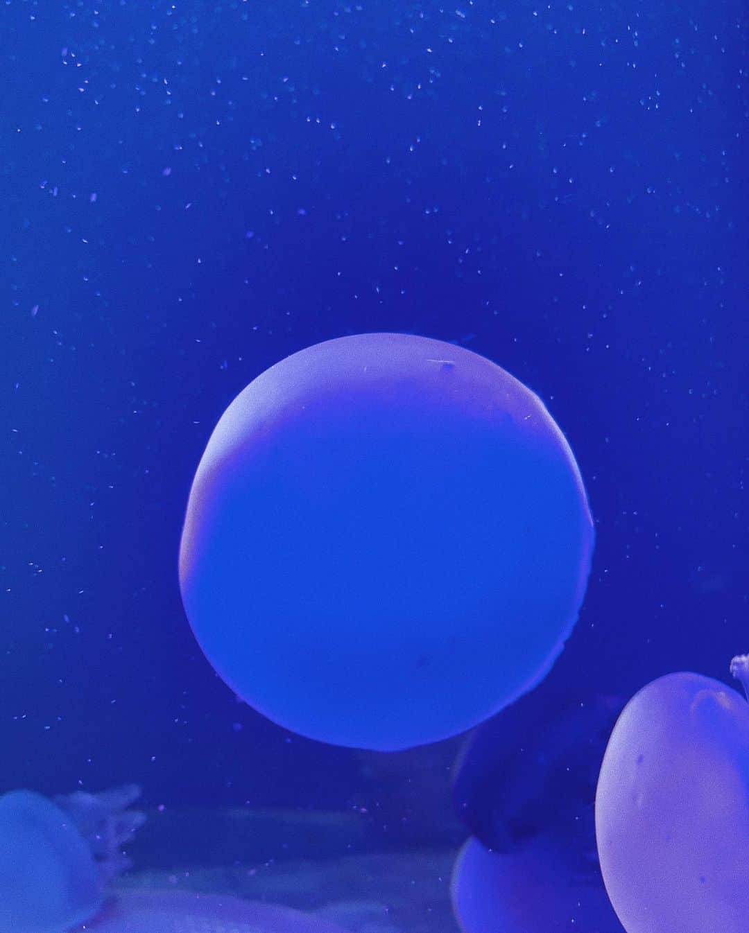 中村優さんのインスタグラム写真 - (中村優Instagram)「クラゲ撮ったらどっかの惑星みたいになった🌎⭐️ ２枚目はクラゲの赤ちゃん👶」11月1日 23時16分 - nkmr_yu
