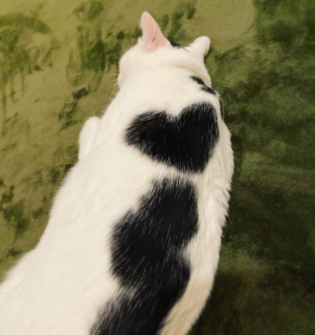 佐藤乃莉さんのインスタグラム写真 - (佐藤乃莉Instagram)「Love you soooo much ❤️ #cat#love#family#instacat #ハート#おすし」11月1日 15時55分 - nori_sato_