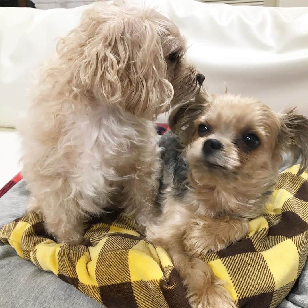 のインスタグラム：「仲いいのか、悪いのかよくわかんないふたり💛いつもありがとう😚💕 . #犬の日 #多頭飼い  #ヨーキー #マルプー #たぶんルーズの片思い」