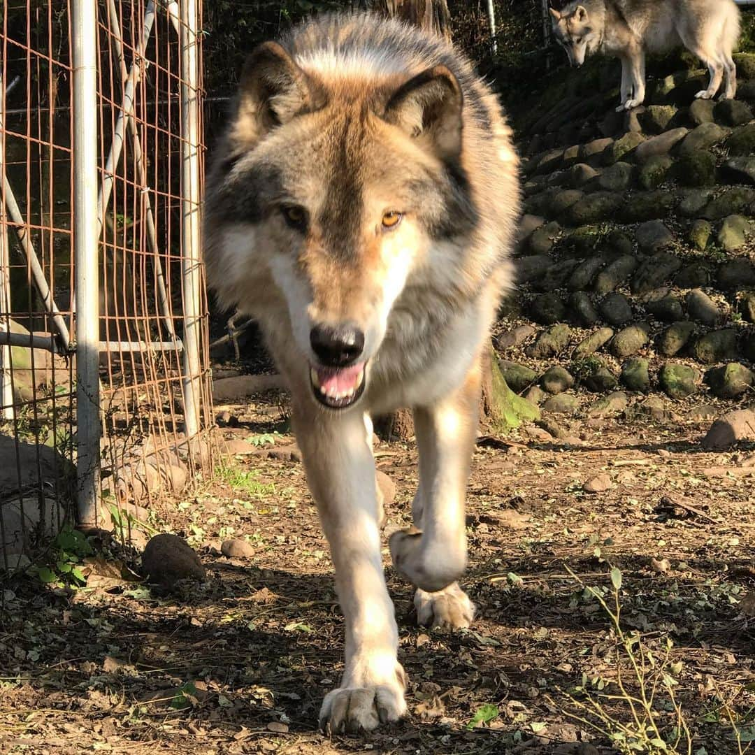 藤代冥砂さんのインスタグラム写真 - (藤代冥砂Instagram)「オオカミ犬に会いに来た。 この子は体重70キロ超の巨漢。 でも人懐っこくて、絡んでくるのはいいが、自分の大きさを分かってなくて、いつも痛い目に合う。美しさには惚れぼれするけど。 いつか一緒に暮らしてみたいなあ。  #オオカミ犬  #ウルフドッグ  #wolfdog」11月1日 16時41分 - meisafujishiro