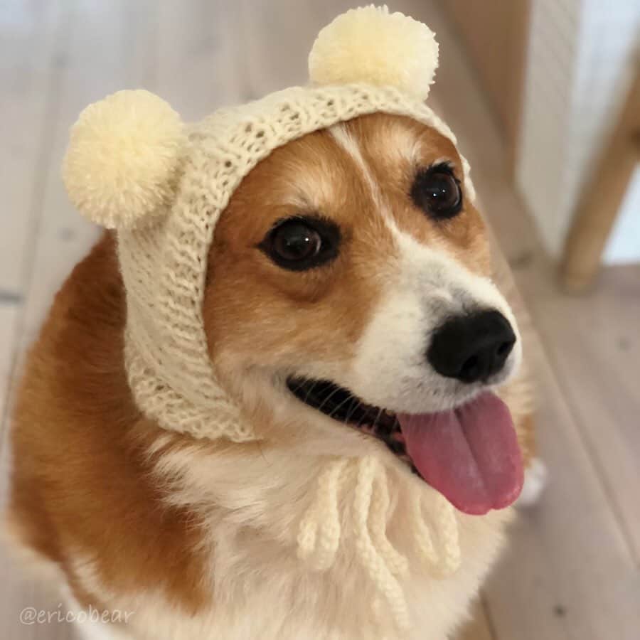 ericoさんのインスタグラム写真 - (ericoInstagram)「✩ ワンワンワン🐶 ということで犬の日なので 犬なのに犬になりきってみた件 ✩ November 1st is a Dog Day in Japan. ✩ @papabubbleさんの"犬になりきりロリポップキャンディ"に合わせて"犬になりきりニット帽"母が編みました😂✨ ✩ #犬になりきり #だって俺犬じゃねーし #やってやろうじゃん #トイプードルちゃん風力丸くん #ブルドッグちゃん風力丸くん ✩ 11月1日(金)"犬の日"本日より 犬企画商品を1500円（税込）以上お買い上げの方に、その場で「犬の骨」ロリポップキャンディをプレゼントしてくださるようです！数量限定だそうですよー！いそげー\ ♪♪ / ✩ #犬の日 #ワンワンワン  #犬になりきり #犬祭り #papabubble #パパブブレ  #それいけ力丸くん #コーギー  #犬のいる暮らし#pembrokewelshcorgi  #corgistagram #barked #dogsofinstagram #buzzfeed #corgisofinstagram  #dailyfluff #9gag #weeklyfluff #dogstagram」11月1日 17時03分 - ericobear