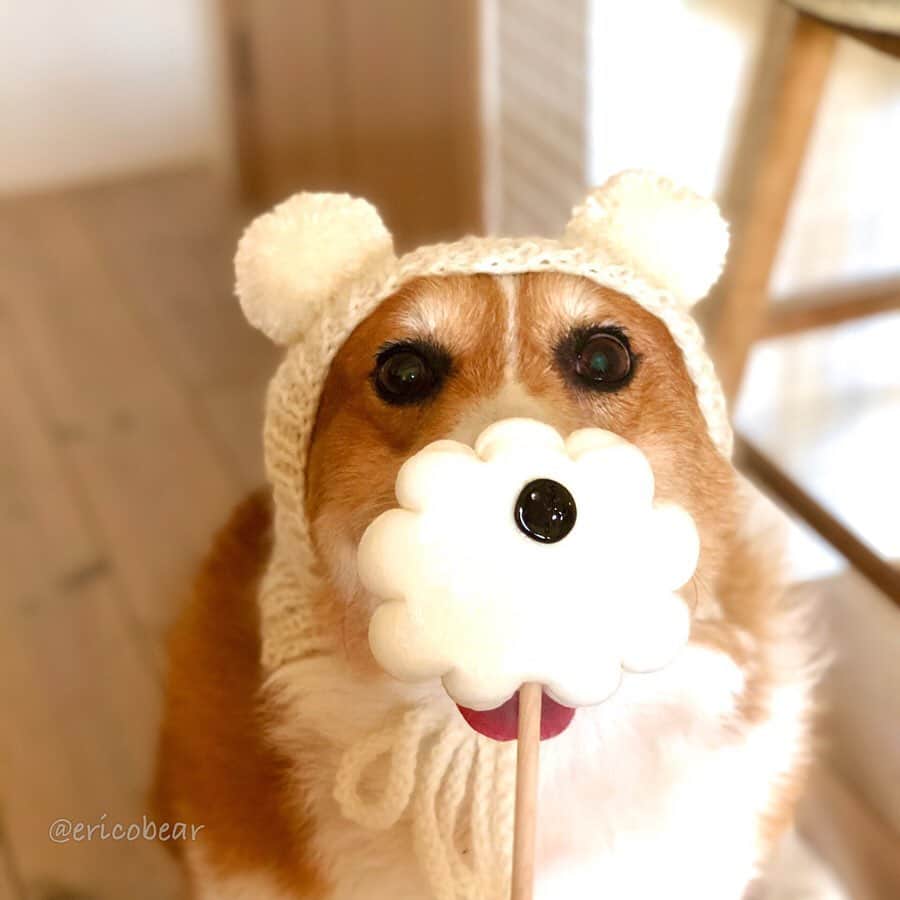 ericoさんのインスタグラム写真 - (ericoInstagram)「✩ ワンワンワン🐶 ということで犬の日なので 犬なのに犬になりきってみた件 ✩ November 1st is a Dog Day in Japan. ✩ @papabubbleさんの"犬になりきりロリポップキャンディ"に合わせて"犬になりきりニット帽"母が編みました😂✨ ✩ #犬になりきり #だって俺犬じゃねーし #やってやろうじゃん #トイプードルちゃん風力丸くん #ブルドッグちゃん風力丸くん ✩ 11月1日(金)"犬の日"本日より 犬企画商品を1500円（税込）以上お買い上げの方に、その場で「犬の骨」ロリポップキャンディをプレゼントしてくださるようです！数量限定だそうですよー！いそげー\ ♪♪ / ✩ #犬の日 #ワンワンワン  #犬になりきり #犬祭り #papabubble #パパブブレ  #それいけ力丸くん #コーギー  #犬のいる暮らし#pembrokewelshcorgi  #corgistagram #barked #dogsofinstagram #buzzfeed #corgisofinstagram  #dailyfluff #9gag #weeklyfluff #dogstagram」11月1日 17時03分 - ericobear