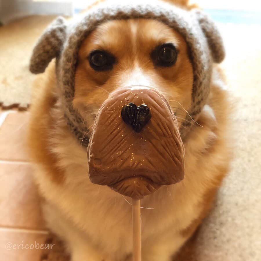 ericoのインスタグラム：「✩ ワンワンワン🐶 ということで犬の日なので 犬なのに犬になりきってみた件 ✩ November 1st is a Dog Day in Japan. ✩ @papabubbleさんの"犬になりきりロリポップキャンディ"に合わせて"犬になりきりニット帽"母が編みました😂✨ ✩ #犬になりきり #だって俺犬じゃねーし #やってやろうじゃん #トイプードルちゃん風力丸くん #ブルドッグちゃん風力丸くん ✩ 11月1日(金)"犬の日"本日より 犬企画商品を1500円（税込）以上お買い上げの方に、その場で「犬の骨」ロリポップキャンディをプレゼントしてくださるようです！数量限定だそうですよー！いそげー\ ♪♪ / ✩ #犬の日 #ワンワンワン  #犬になりきり #犬祭り #papabubble #パパブブレ  #それいけ力丸くん #コーギー  #犬のいる暮らし#pembrokewelshcorgi  #corgistagram #barked #dogsofinstagram #buzzfeed #corgisofinstagram  #dailyfluff #9gag #weeklyfluff #dogstagram」