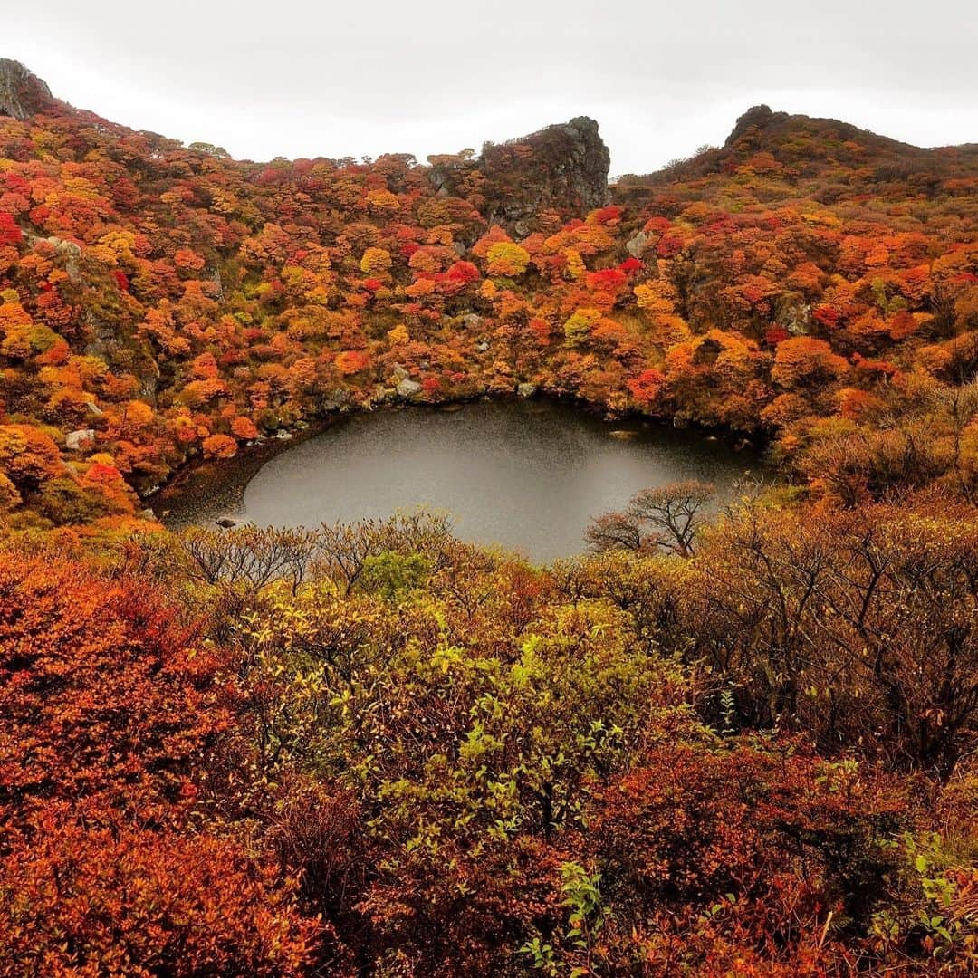 九州電力さんのインスタグラム写真 - (九州電力Instagram)「山全体に広がる紅葉と湖に映る紅葉がとても美しい #大船山 🍁 . 大分県竹田市に位置する大船山の山頂直下にある御池が見どころの一つです☝🏻 登山ルートも豊富なので、秋の山歩きにおすすめですよ👣✨ . 📍大船山 . . #九州電力 #kyuden #九電 #九州の灯り #九州ぐらむ #広がり同盟 #九州旅行 #九州 #九州愛 #kyushu #大分観光 #大分旅行 #日本の景色 #紅葉好き #紅葉 #japanlandscape #oita #japanview #japanautumn #japaneseautumn #oitacameraclub #山頂からの景色 #紅葉🍁 #大船山御池 #登山が好き #秋の景色 #大船山山頂 #紅葉の絨毯 #紅葉狩り」11月1日 17時00分 - kyuden_official