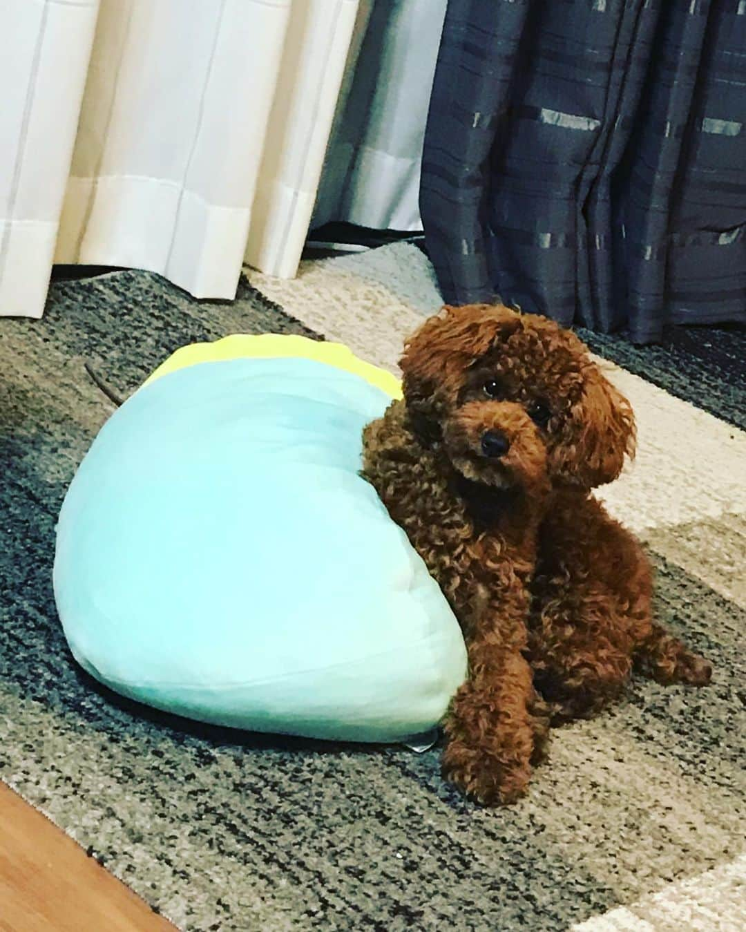 五味隆典さんのインスタグラム写真 - (五味隆典Instagram)「今日はららの日らしいよ🦴#犬の日#11月1日」11月1日 17時16分 - takanorigomi