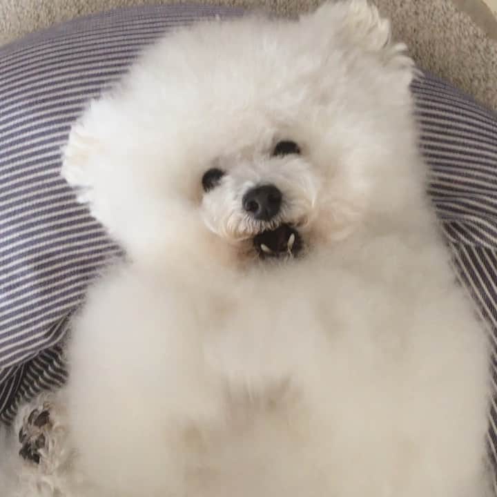 ゆうのインスタグラム：「. . 自分でなかなか起きれなくて イライラしておられる。 . いつも起こしてもらえると 思うなよぉぉ〜😏 . . . #いつもはホイホイ起こしちゃう #ついつい抱っこしちゃう #おかげで抱っこちゃんアーニー🐶 . . .」