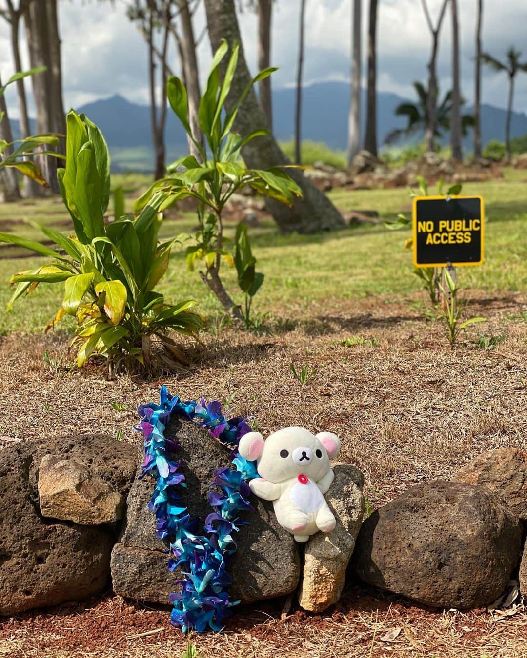 大谷みつほのインスタグラム：「カボを授けてくれてありがとう。 #rilakkuma #hawaii」