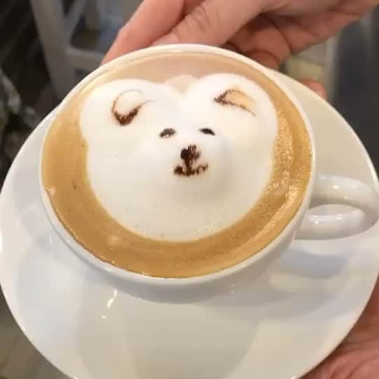 Ella Chuffyのインスタグラム：「Ella in the cup @cafeateasebkk . . . . . . . #ellachuffy #pet #petstagram #pomeranianpage #pomeraniansofinstagram #teacuppoms #cutedogs #pomeranian_lovers #pomeranianlife #pomeranianworld #teddybeardog #pomeranian #puppylove #aplacetolovedogs #dogoftheday #justpomeranians #fluffypack #dogoftheday #anmlsposts #thedailypompom #picoftheday #iflmdog #犬 #狗 #everydaydoglover  #pomeranianww #justpomeranians #bridgetdoodlesdogs #pomeranian_moments」