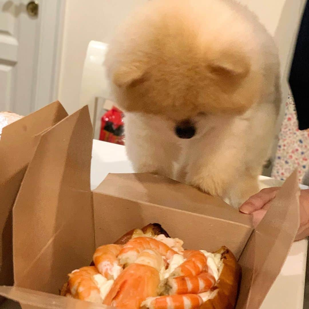 Ella Chuffyさんのインスタグラム写真 - (Ella ChuffyInstagram)「I choose you shrimp!!!!! 🦞@cibobangkok . . . . . . . . #ellachuffy #pet #petstagram #pomeranianpage #pomeraniansofinstagram #teacuppoms #cutedogs #pomeranian_lovers #pomeranianlife #pomeranianworld #teddybeardog #pomeranian #puppylove #aplacetolovedogs #dogoftheday #justpomeranians #fluffypack #dogoftheday #anmlsposts #thedailypompom #picoftheday #iflmdog #犬 #狗 #everydaydoglover  #pomeranianww #justpomeranians #bridgetdoodlesdogs #pomeranian_moments」11月1日 19時35分 - missdiad