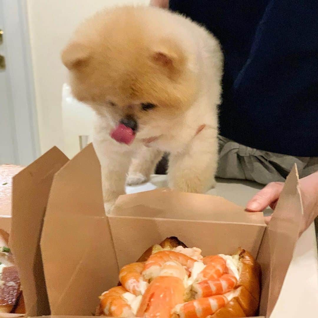 Ella Chuffyさんのインスタグラム写真 - (Ella ChuffyInstagram)「I choose you shrimp!!!!! 🦞@cibobangkok . . . . . . . . #ellachuffy #pet #petstagram #pomeranianpage #pomeraniansofinstagram #teacuppoms #cutedogs #pomeranian_lovers #pomeranianlife #pomeranianworld #teddybeardog #pomeranian #puppylove #aplacetolovedogs #dogoftheday #justpomeranians #fluffypack #dogoftheday #anmlsposts #thedailypompom #picoftheday #iflmdog #犬 #狗 #everydaydoglover  #pomeranianww #justpomeranians #bridgetdoodlesdogs #pomeranian_moments」11月1日 19時35分 - missdiad