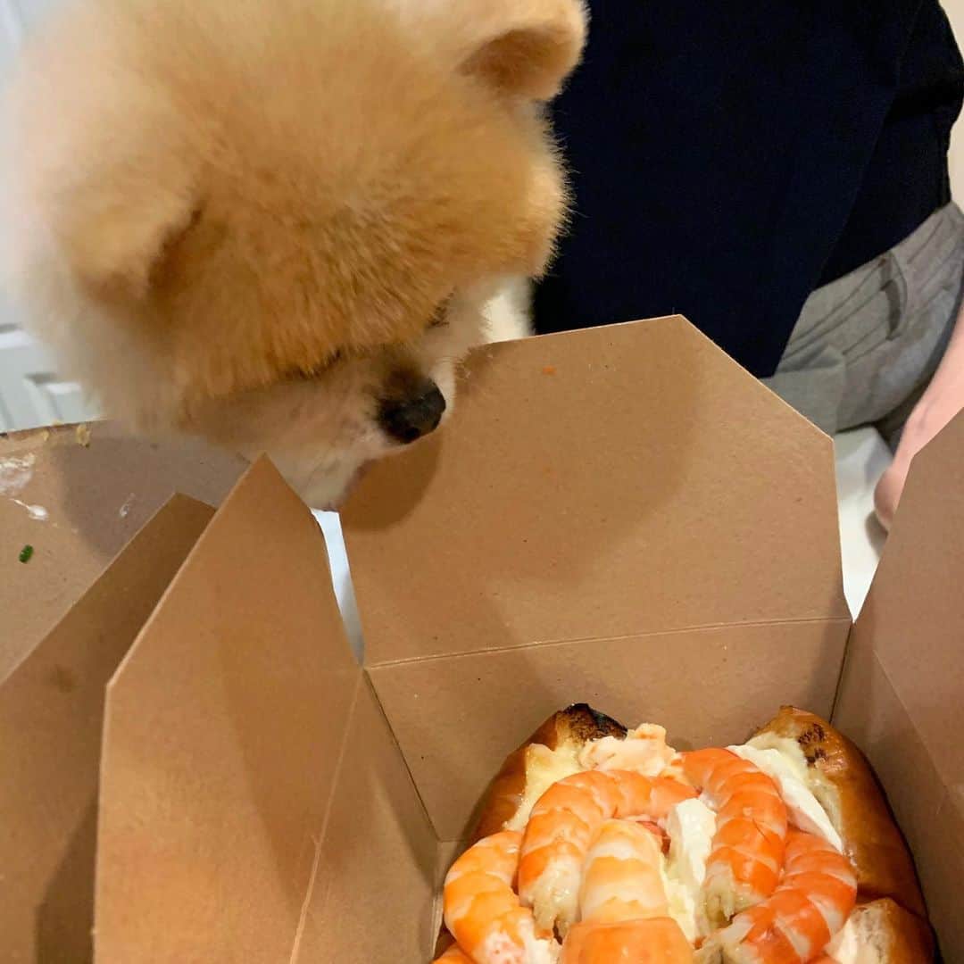 Ella Chuffyのインスタグラム：「I choose you shrimp!!!!! 🦞@cibobangkok . . . . . . . . #ellachuffy #pet #petstagram #pomeranianpage #pomeraniansofinstagram #teacuppoms #cutedogs #pomeranian_lovers #pomeranianlife #pomeranianworld #teddybeardog #pomeranian #puppylove #aplacetolovedogs #dogoftheday #justpomeranians #fluffypack #dogoftheday #anmlsposts #thedailypompom #picoftheday #iflmdog #犬 #狗 #everydaydoglover  #pomeranianww #justpomeranians #bridgetdoodlesdogs #pomeranian_moments」