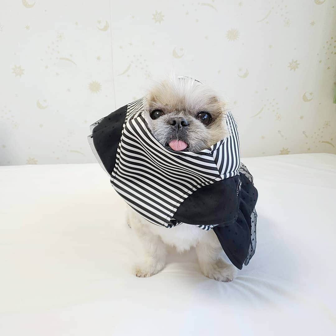 もえむさんのインスタグラム写真 - (もえむInstagram)「It is my birthday today. I turned 10!  I went to a big park that I had never been to with my mom. I hear that mom loves the second and sixth photos.  くまさん10歳になりました～✌️ 初めての大きい公園でお散歩祝い🎉 #くまさんの大好きな佐川のおじさんも #本日75歳 #誕生日一緒 #おめでとうございます㊗️. . #2枚目と6枚目がおすすめ #6枚目はコアラなんだと思う」11月1日 19時50分 - moem_n