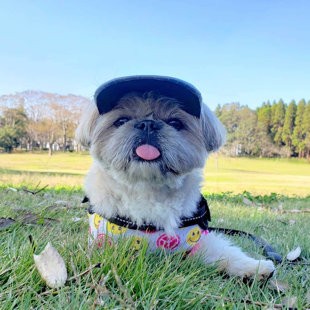 もえむさんのインスタグラム写真 - (もえむInstagram)「It is my birthday today. I turned 10!  I went to a big park that I had never been to with my mom. I hear that mom loves the second and sixth photos.  くまさん10歳になりました～✌️ 初めての大きい公園でお散歩祝い🎉 #くまさんの大好きな佐川のおじさんも #本日75歳 #誕生日一緒 #おめでとうございます㊗️. . #2枚目と6枚目がおすすめ #6枚目はコアラなんだと思う」11月1日 19時50分 - moem_n