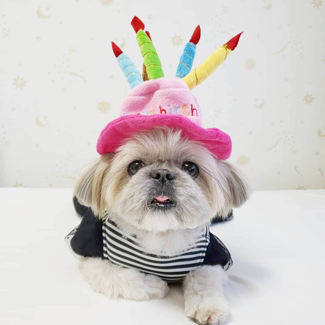 もえむのインスタグラム：「It is my birthday today. I turned 10!  I went to a big park that I had never been to with my mom. I hear that mom loves the second and sixth photos.  くまさん10歳になりました～✌️ 初めての大きい公園でお散歩祝い🎉 #くまさんの大好きな佐川のおじさんも #本日75歳 #誕生日一緒 #おめでとうございます㊗️. . #2枚目と6枚目がおすすめ #6枚目はコアラなんだと思う」